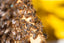 Chestnut Honey 250g