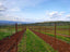 Cabernet Franc