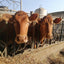Parmigiano Reggiano Red Cows 24/30 Months