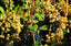 Malvasia Lipari 50cl