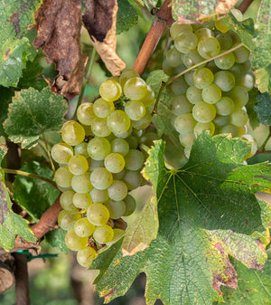 Franciacorta Brut Magnum