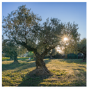 Olio Extravergine di Oliva Biologico 3L – AGRO Salento