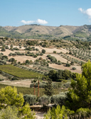 Rossojbleo – Gulfi | Nero d’Avola Sicilia Fresco e Fruttato