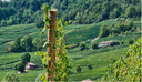 Barolo La Morra Voerzio vino rosso piemontese Nebbiolo elegante