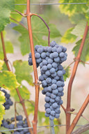 Barolo La Morra Voerzio vino rosso piemontese Nebbiolo elegante