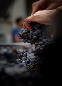 La Porta di Vertine – Bertinga | Chianti Classico Sangiovese