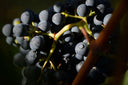 Campo alla Sughera Toscana IGT vino rosso Super Tuscan elegante