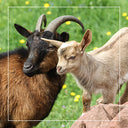 Cremoso Al Camembert Di Capra