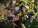 Pinot Nero 2019 – Gottardi | Alto Adige Vino Rosso Elegante
