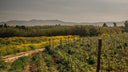 Cannonau di Sardegna DOC – Tenuta Isaquas | Vino Rosso Sardo