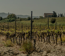 Vermentino