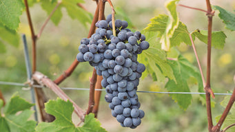 Nebbiolo