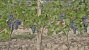 Nebbiolo