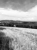 Penne Pasta Artigianale Toscana da Grani Antichi
