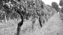 Verdicchio “Ylice” – Poderi Mattioli | Vino Bianco Marche Fresco e Minerale