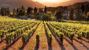 Pomino Vin Santo – Frescobaldi | Vino Dolce Toscano da Meditazione
