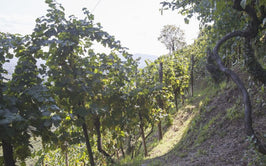 Valdobbiadene Prosecco Superiore Docg Brut