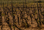 Vermentino