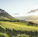 Arenis Gewürztraminer Alto Adige DOC – Kurtatsch | Vino Bianco Aromatico