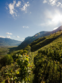 Arenis Gewürztraminer Alto Adige DOC – Kurtatsch | Vino Bianco Aromatico