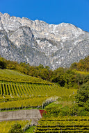 Pepi Sauvignon – Cantina Tramin | Vino Bianco Alto Adige Aromatico