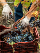 Rossojbleo – Gulfi | Nero d’Avola Sicilia Fresco e Fruttato
