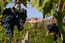 Fuligni vino rosso toscanoelegante