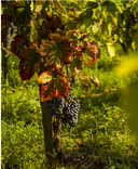 Etna Nerina