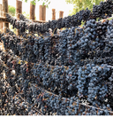 Moscato Passito – Baselice | Vino Dolce di Montagna