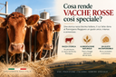 Parmigiano Reggiano Red Cow 24 Months Il Cantone – Sweet, Elegant and Natural
