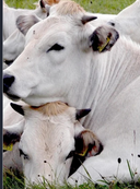 Parmigiano Reggiano Biologico di Vacca Bianca Modenese 50 mesi