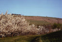 Valpolicella La Collina dei Ciliegi