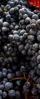Cabernet Franc Cave Rosse – Vino Rosso Italiano Colli Berici