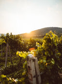 Cabernet Franc Cave Rosse – Vino Rosso Italiano Colli Berici