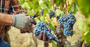 Vino Nobile