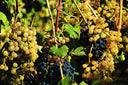 Malvasia delle Lipari – Virgona | Vino Dolce delle Isole Eolie