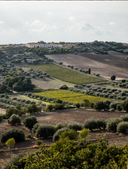 Rossojbleo – Gulfi | Nero d’Avola Sicilia Fresco e Fruttato