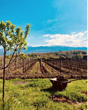 Etna Nerina