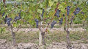 Barolo La Morra Voerzio vino rosso piemontese Nebbiolo elegante