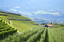 Kerner “Gall” – Griesserhof | Vino Bianco Valle Isarco Alto Adige