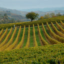 Giuseppe Galliano Brut Nature – Borgo Maragliano | Metodo Classico Elegante