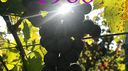 Bracco 1881 vino friulano elegante speziato