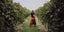 Lambrusco Purezza