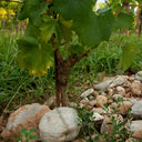 Fiore di Campo Gold – Lis Neris | Vino Bianco Friuli Venezia Giulia