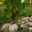 Chardonnay 750ml
