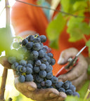 Rosé Classic Method 