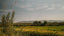 Vermentino