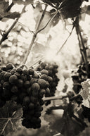 Passerina Colline Pescaresi IGP 2023 – Ciavolich | Vino Bianco d’Abruzzo