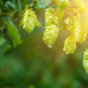 Cangrande Beer (Hell) 33cl