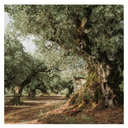 Magnus Siculus olio extravergine da olive Nocellara del Belice con profumo intenso